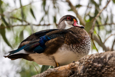 Close up view of the female Carolina duck (Aix sponsa).の写真素材