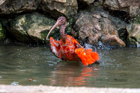Close up view of a Scarlet red ibis (Eudocimus ruber) bird.の写真素材