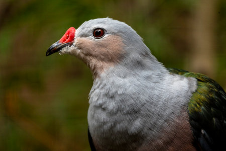 Close up view of a Red knobbed imperial pigeon (Ducula rubricera) bird.の写真素材