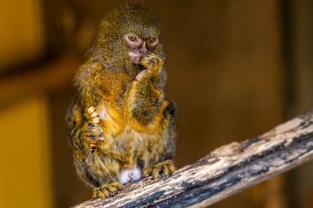Close up view of a small Pygmy marmosets monkey on a zoo.の写真素材