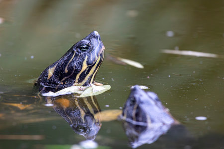Close view of red-eared terrapin (Trachemys scripta elegans) peaking through the water on a pond.の写真素材