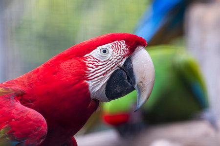 Close up view of a red-and-green macaw (Ara chloropterus) bird.の写真素材