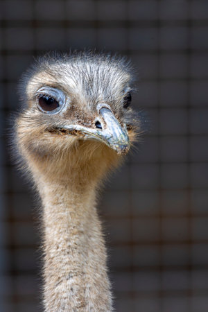 Close up view of lesser rhea (Rhea pennata) bird.の写真素材