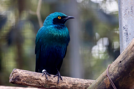 Close up view of a lesser blue eared glossy starling (Lamprotornis chloropterus) bird.の写真素材