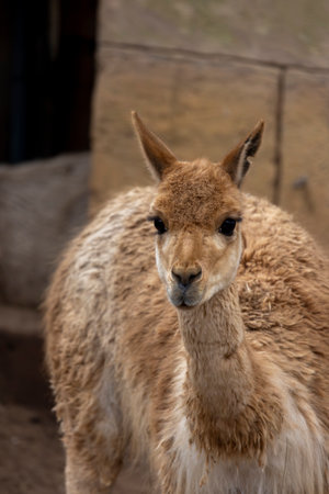 Close up view of a South American Vicuna (Lama vicugna).の写真素材