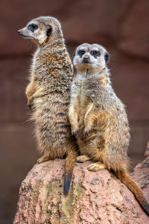Close up view of the cute meerkat (Suricata suricatta) mongoose.の写真素材