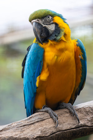 Close up view of a Blue and yellow macaw (Ara ararauna) bird.の写真素材