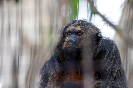 Close up view of a captive Guianan saki (Pithecia pithecia) in a zoo.の写真素材