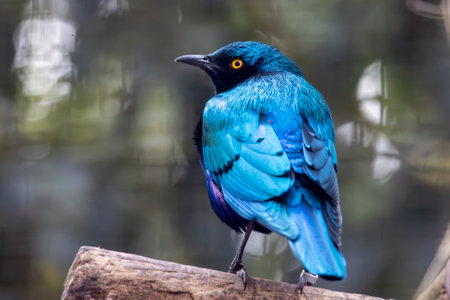 Close up view of a lesser blue eared glossy starling (Lamprotornis chloropterus) bird.の写真素材