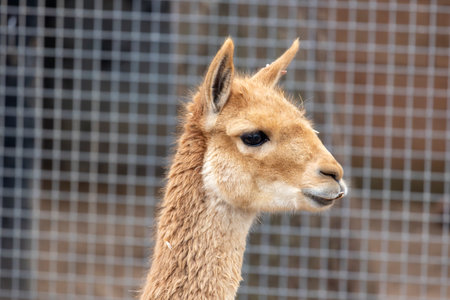 Close up view of a South American Vicuna (Lama vicugna).の写真素材