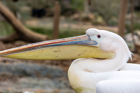 Close up view of the great white pelican (Pelecanus onocrotalus).の写真素材