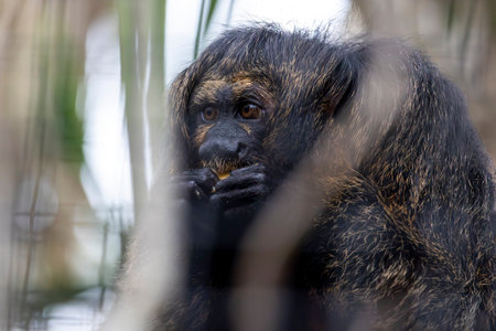 Close up view of a captive Guianan saki (Pithecia pithecia) in a zoo.の写真素材