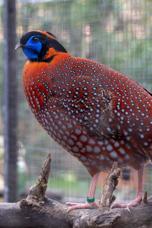 Close up view of a Temminck's tragopan (Tragopan temminckii) pheasant.の写真素材