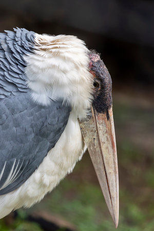 Close view of a marabou stork (Leptoptilos crumenifer) bird.の写真素材