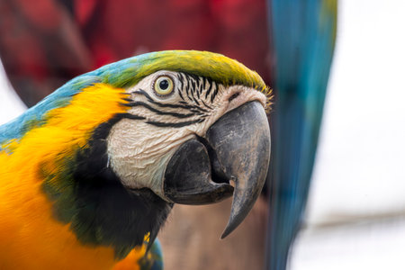Close up view of a Blue and yellow macaw (Ara ararauna) bird.の写真素材