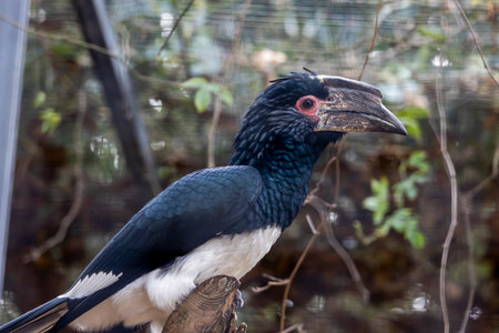 Close up view of a trumpeter hornbill (Bycanistes bucinator).