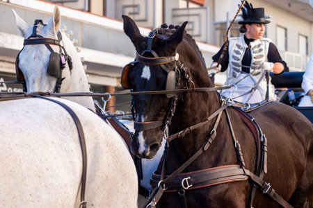 SAO BRAS DE ALPORTE, PORTUGAL - 4th MAY 2024: Period representation event of Carriage coupling traditional event with beautiful carriages with horses and person dressed for the occasion.のeditorial素材