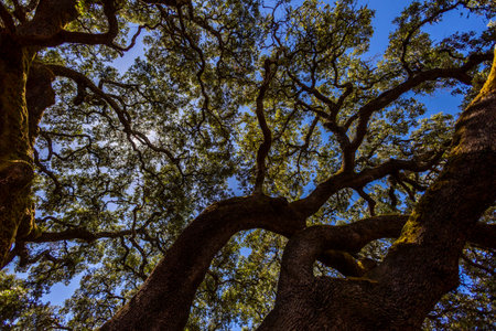 Large monumental holm oak tree. Large monumental preserved holm oak tree located in Sao Bras de Alportel village, Algarve, Portugalの写真素材