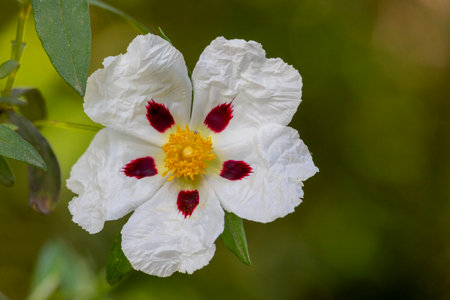Close up view of the beautiful common gum cistus (Cistus ladanifer) flower.の写真素材