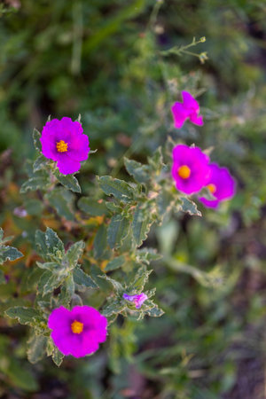 Close up view of the beautiful Purple Cistus crispus flower.の写真素材