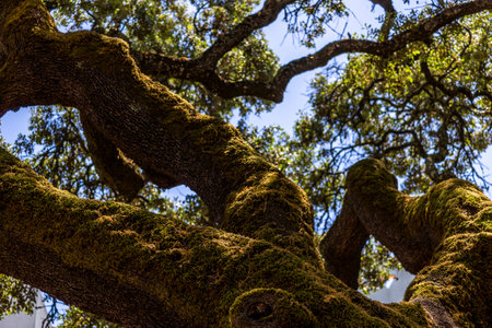 Large monumental holm oak tree. Large monumental preserved holm oak tree located in Sao Bras de Alportel village, Algarve, Portugalの写真素材