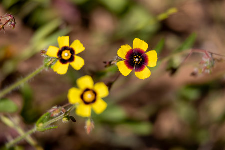 Close up view of the spotted rock-rose (Tuberaria guttata) wildflower.の写真素材