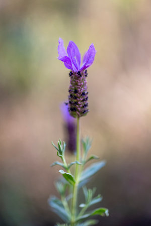 Close up view of the beautiful Spanish Lavender (Lavandula pedunculata).の写真素材