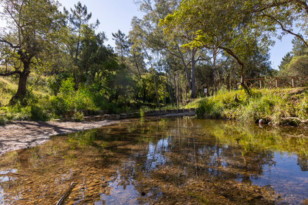 View of the reflection of trees on the water river, located in Sao Bras de Alportel, Portugal.の写真素材