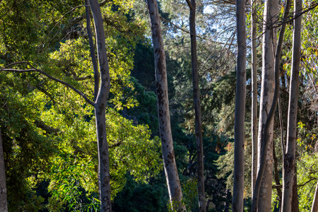 View of a forest of Southern blue gum (Eucalyptus globulus) trees.の写真素材