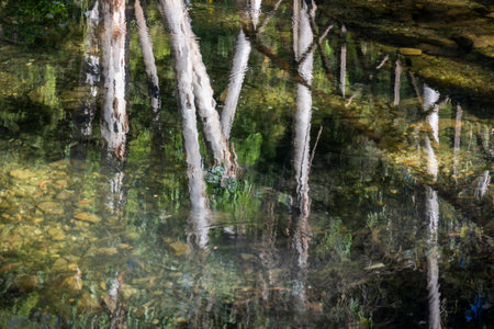 Close up view of the reflection of trees on the water river.の写真素材