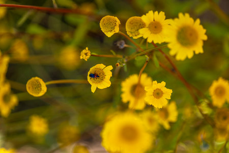 Close up view of the beautiful corn marigold (Coleostephus myconis) flower.の写真素材