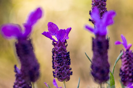 Close up view of the beautiful Spanish Lavender (Lavandula pedunculata).の写真素材