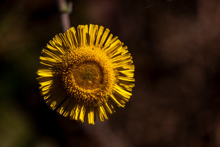 Top view of the wildflower Mediterranean fleabane (Pulicaria odora).の写真素材