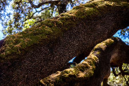 Large monumental holm oak tree. Large monumental preserved holm oak tree located in Sao Bras de Alportel village, Algarve, Portugalの写真素材
