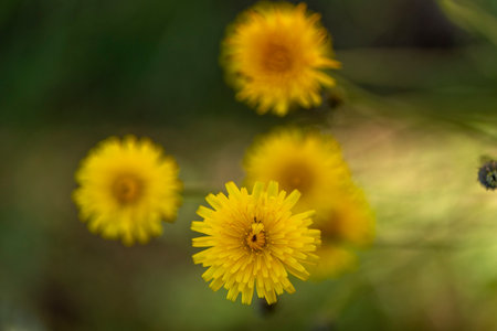 Close up view of the common dandelion (Taraxacum officinale) flower.の写真素材