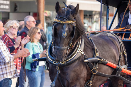SAO BRAS DE ALPORTE, PORTUGAL - 4th MAY 2024: Period representation event of Carriage coupling traditional event with beautiful carriages with horses and person dressed for the occasion.のeditorial素材
