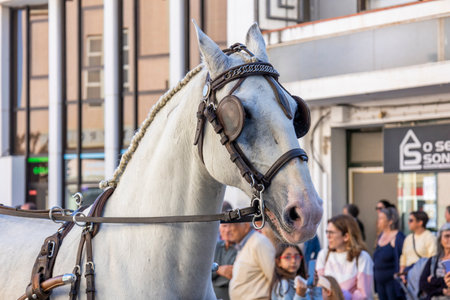 SAO BRAS DE ALPORTE, PORTUGAL - 4th MAY 2024: Period representation event of Carriage coupling traditional event with beautiful carriages with horses and person dressed for the occasion.のeditorial素材