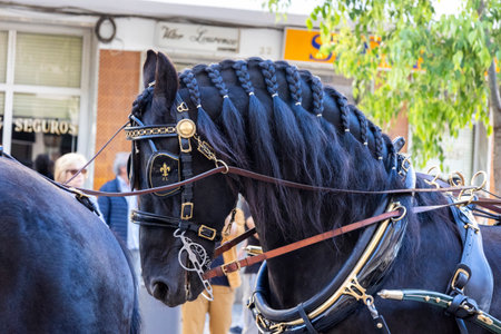SAO BRAS DE ALPORTE, PORTUGAL - 4th MAY 2024: Period representation event of Carriage coupling traditional event with beautiful carriages with horses and person dressed for the occasion.のeditorial素材
