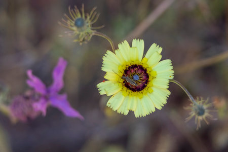 Close view of the beautiful European umbrella milkwort (Tolpis barbata) wildflower.の写真素材
