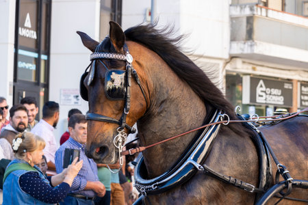 SAO BRAS DE ALPORTE, PORTUGAL - 4th MAY 2024: Period representation event of Carriage coupling traditional event with beautiful carriages with horses and person dressed for the occasion.のeditorial素材
