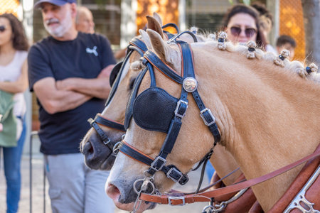 SAO BRAS DE ALPORTE, PORTUGAL - 4th MAY 2024: Period representation event of Carriage coupling traditional event with beautiful carriages with horses and person dressed for the occasion.のeditorial素材