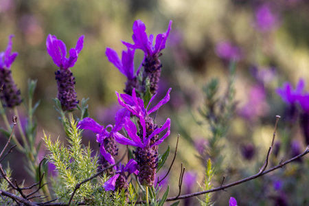 Close up view of the beautiful Spanish Lavender (Lavandula pedunculata).の写真素材