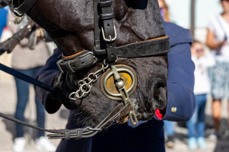 Detail of snout of horse on Carriage coupling traditional event with beautiful carriages with horses and person dressed for the occasion.の写真素材