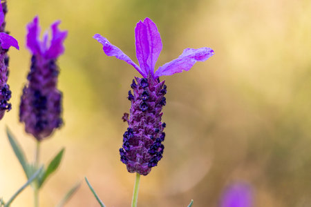 Close up view of the beautiful Spanish Lavender (Lavandula pedunculata).の写真素材