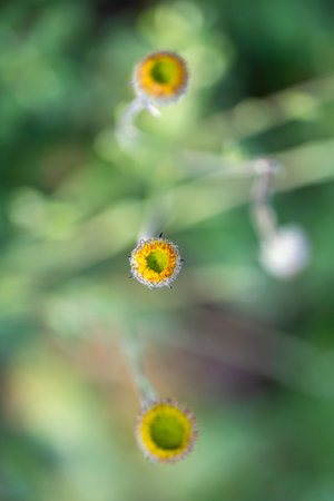 Close up view of the beautiful flower.の写真素材