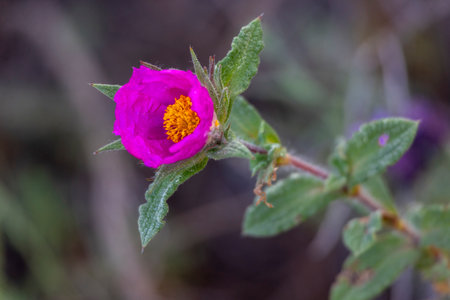 Close up view of the beautiful Purple Cistus crispus flower.の写真素材