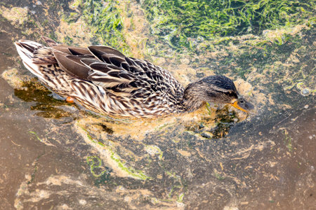 Close up view of the Mallard wild duck (Anas platyrhynchos).の写真素材