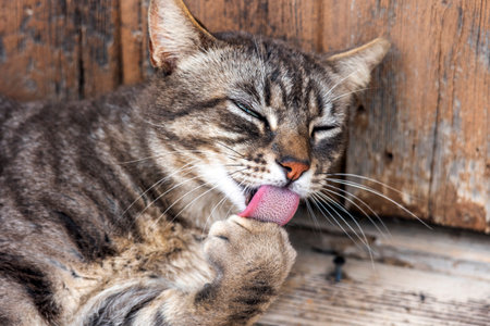 Close up of domestic cat relaxing on a city corner.の写真素材