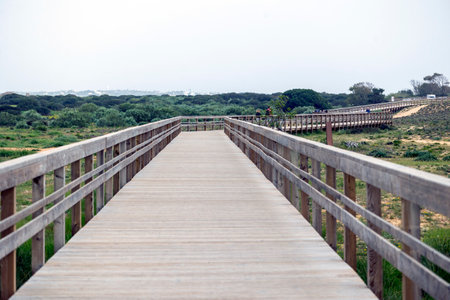 Bridge crossing through natural marshlands near Armacao de Pera in the Algarve region, Portugal.の写真素材
