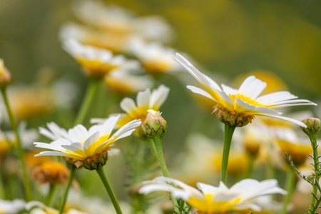 Close view of Leucanthemum vulgare flowers, also known as marguerites.の写真素材